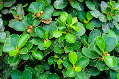 Arka plan için soyut kırmızı yaprakları