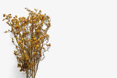 beyaz zemin üzerine çiçek kurutulmuş