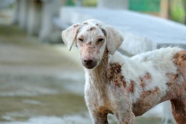Sokak köpeği acı cilt sorunları