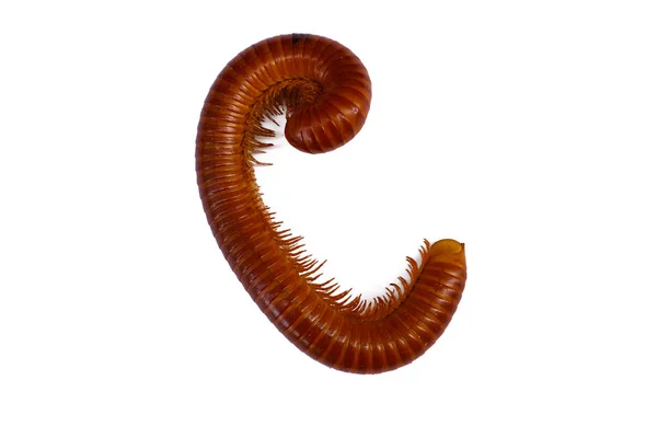 Giant Millipede på den vita bakgrunden — Stockfoto