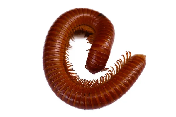 Giant Millipede on the white background — Stock Photo, Image