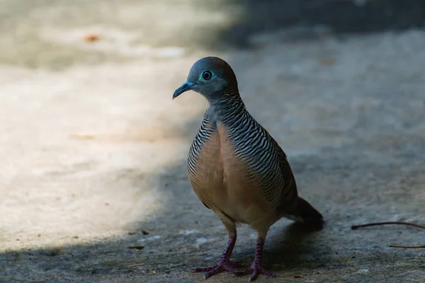 Zebra Dove (Geopelia striata), Ptaszek, stojąc z dala od światła słonecznego — Zdjęcie stockowe