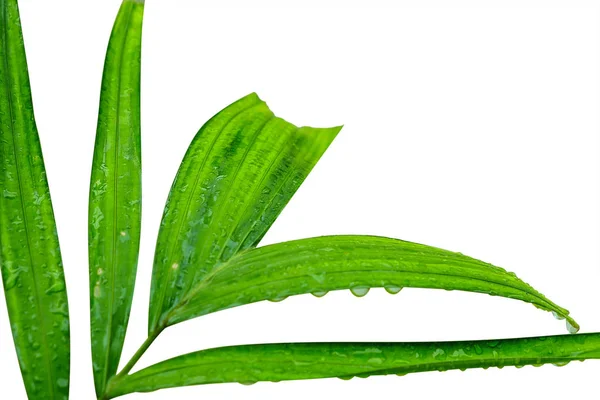 Hojas verdes frescas con gota de agua de lluvia aislada sobre fondo blanco —  Fotos de Stock