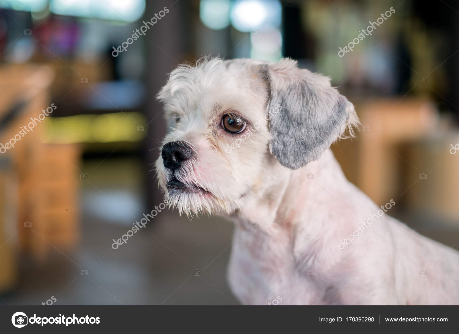 Short hair white shih-Tzu dog gaze at something with blurred background  Stock Photo by ©iamnoonmai 170390298