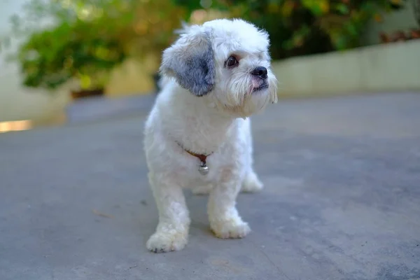 Biały Shih Tzu pies — Zdjęcie stockowe