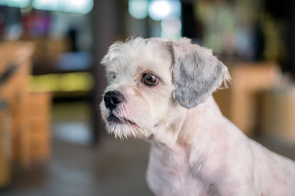 Kısa saç beyaz shih-Tzu köpek bakışları ile arka plan bulanık bir şey