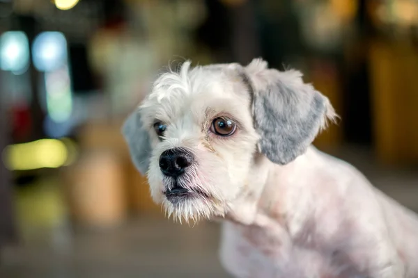Kısa saç beyaz shih-Tzu köpek bakışları ile arka plan bulanık bir şey