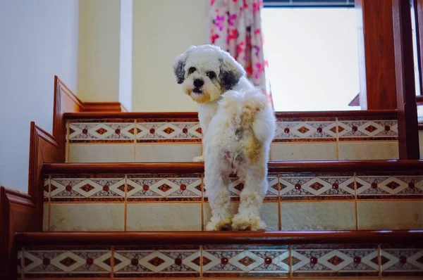 Shih Tzu köpek yürüyen merdivenlerden yukarı