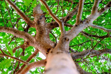 Doğal yeşil orman ağaç dalları, ekoloji ve çevre kavramı