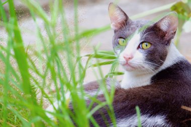 Yavru kedi yeşil çim yalan