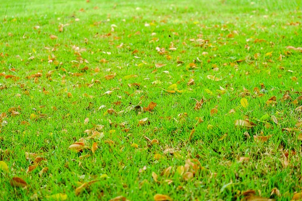 緑の草の上に落ちて乾燥した葉と — ストック写真