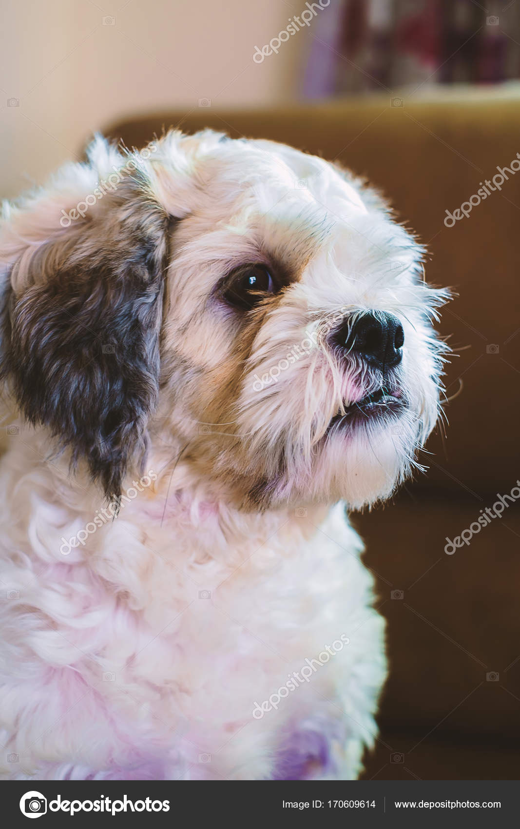 Short Hair White Shih Tzu Dog Looking For Something Stock Photo
