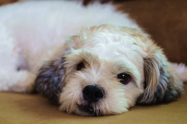 Kısa saç beyaz Shih tzu köpek kanepede uyuyor