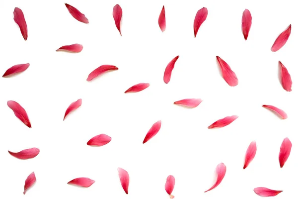 Pétalas de flores vermelhas no fundo branco — Fotografia de Stock
