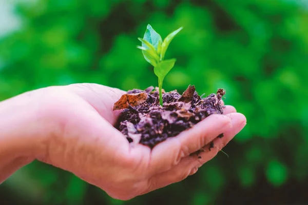 Mano sosteniendo una pequeña planta verde contra un fondo natural borroso, concepto de ecología —  Fotos de Stock