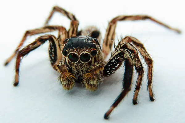 Närbild på Hoppande spindel på vit bakgrund, selektiv fokus och extrema Dof — Stockfoto