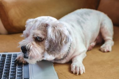 Kanepe, seçici odak üstünde bilgisayar laptop ile beyaz kısa saç Shih tzu köpek
