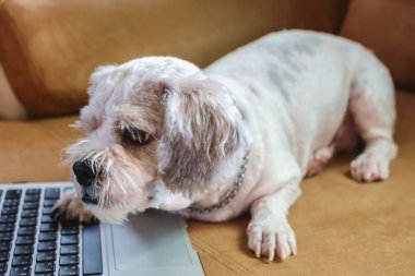 Kanepe, seçici odak üstünde bilgisayar laptop ile beyaz kısa saç Shih tzu köpek