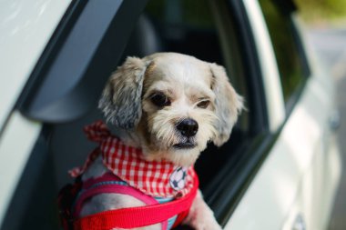 Beyaz kısa saç Shih tzu köpek yavru seyahat etmek sırasında araba pencereden dışarı bakıyor giysileri ile