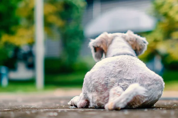 Selective focus of short hair white Shih tzu dog lying down on the road and looking forward, extremely DOF — Stock Photo, Image