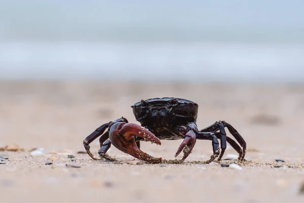 Primer plano de un cangrejo negro en la playa de arena —  Fotos de Stock