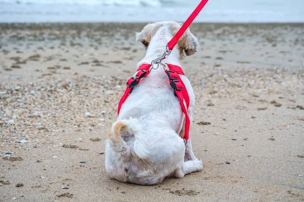 White short hair Shih tzu dog sitting back on the beach — Stock Photo, Image