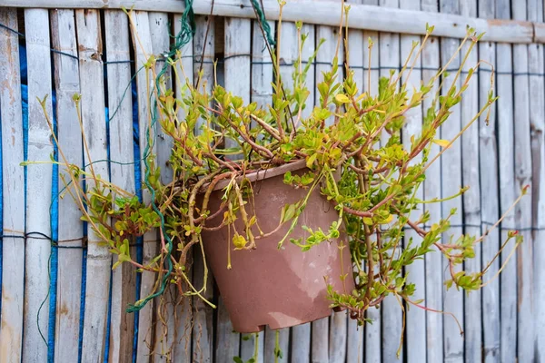 Groene boom in keramische bloempot opknoping op houten hek — Stockfoto