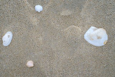 Kumsal deniz kabuğu, deniz manzarası ve yaz plaj konsepti ile doku