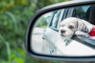 Yavru beyaz kısa saç Shih tzu köpek araba ayna seyahat etmek sırasında pencereden dışarı bakıyor
