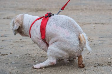 Short hair white Shih tzu dog shitting on the sandy beach clipart