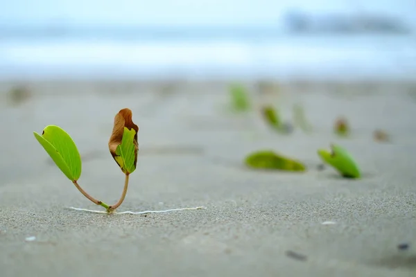 Germoglio Verde Che Cresce Sulla Spiaggia Sabbia — Foto Stock