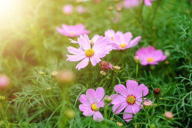 Pembe cosmos sıcak kızdırma ışık efekti ile bahçede çiçek açan çiçek