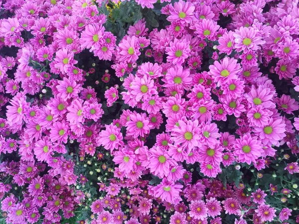 美丽的粉红色花 盛开的花园 — 图库照片