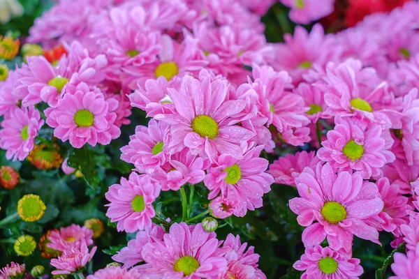 Beautiful Pink Flower Blooming Garden — Stock Photo, Image