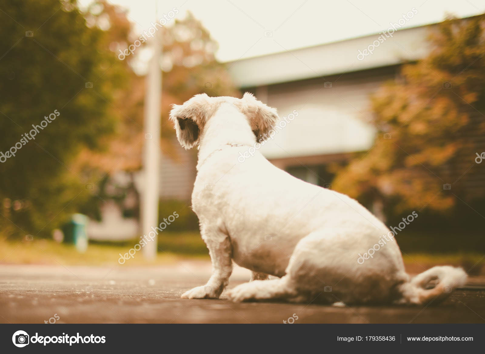 Black And White Shih Tzu Short Hair White Short Hair Shih Tzu