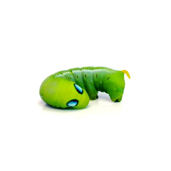 Green Butterfly Worm Leaf Eating Caterpillar White Background — Stock Photo, Image