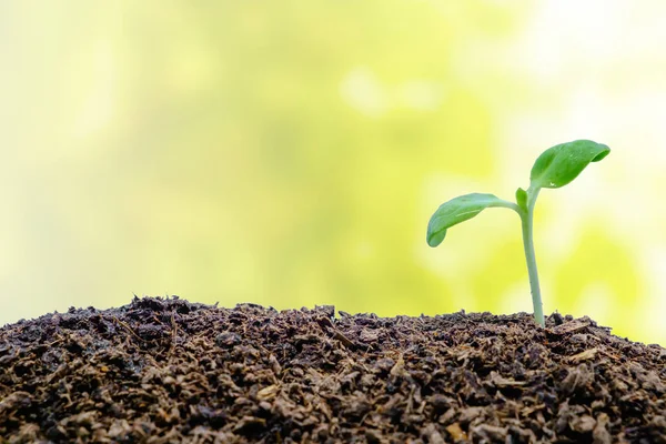 Brote Que Crece Del Suelo Sobre Fondo Natural Borroso Para —  Fotos de Stock