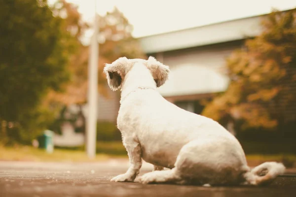 White Short Hair Shih Tzu Dog Sitting Alone Road Looking — Stock Photo, Image