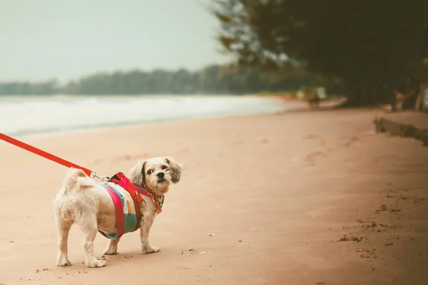 White Short Hair Shih Tzu Dog Cutely Clothes Red Leash — Stock Photo, Image