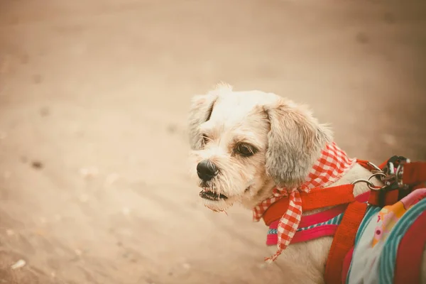 White Short Hair Shih Tzu Dog Cutely Clothes Beach Vacation — Stock Photo, Image