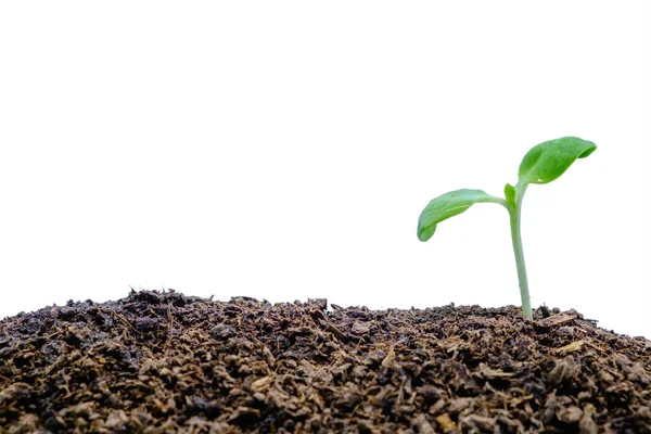 Sprout Growing Soil White Background Green Environment Concept Stock Picture