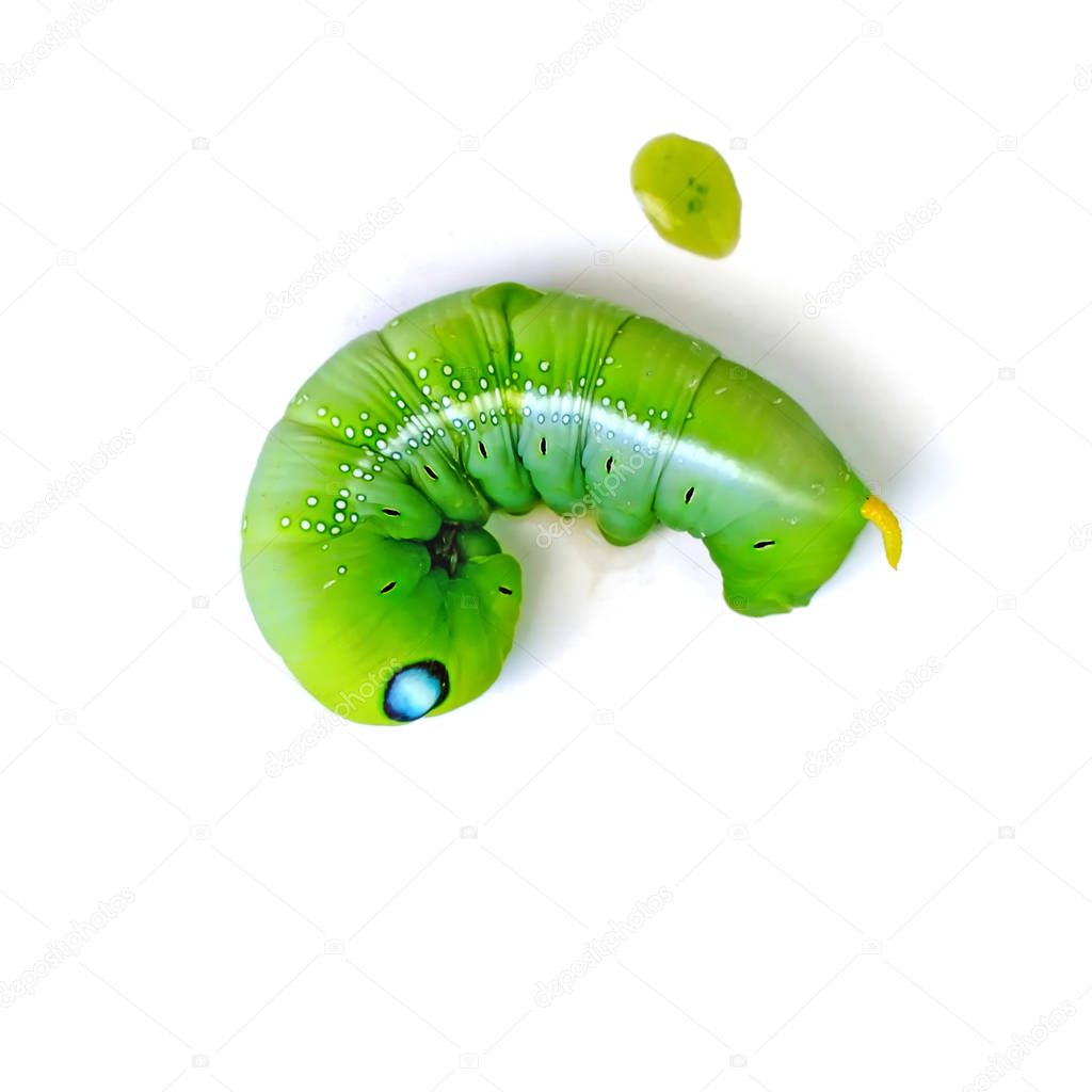 Green butterfly worm (Leaf eating caterpillar) on white background