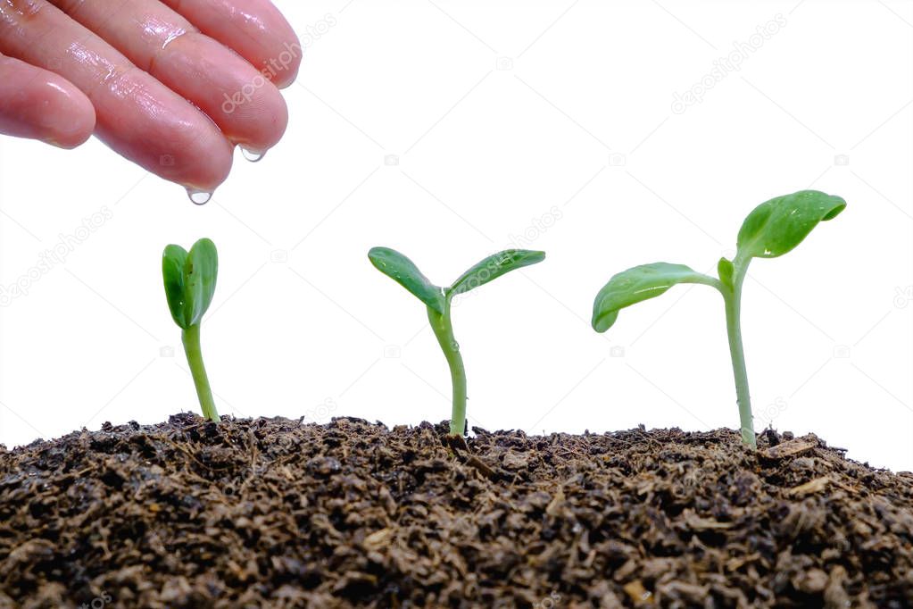 Hand watering sprout growing from soil on white background for green environment concept