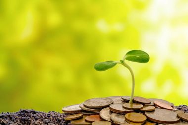 Para sikke ile topraktan yeşil doğal arka plan bulanık iş ve finansal büyüme kavramı üzerinde büyüyen Filiz