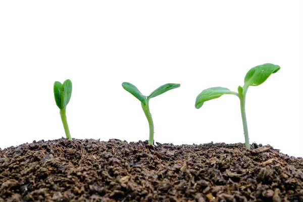 Ontkiemen Groeien Uit Bodem Een Witte Achtergrond Voor Groene Omgeving — Stockfoto