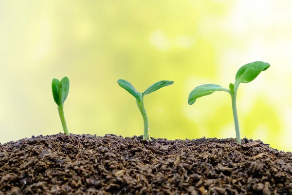 Spira Växer Från Marken Suddig Naturliga Bakgrund För Grön Miljö — Stockfoto