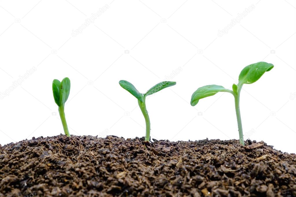 Sprout growing from soil on white background for green environment concept