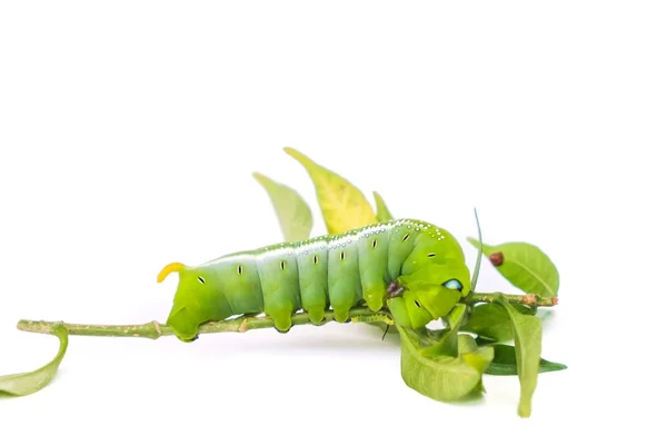 Green butterfly worm on white background — Stock Photo, Image