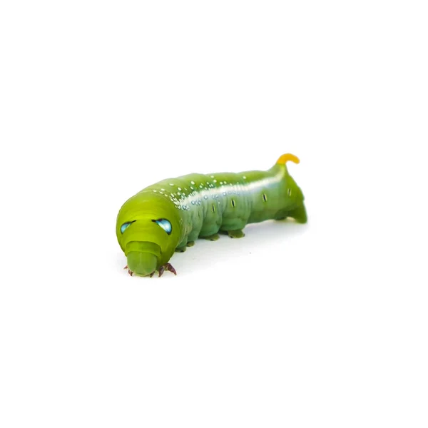 Groene vlinder worm op witte achtergrond — Stockfoto