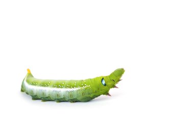 Beyaz zemin üzerine yeşil kelebek solucan